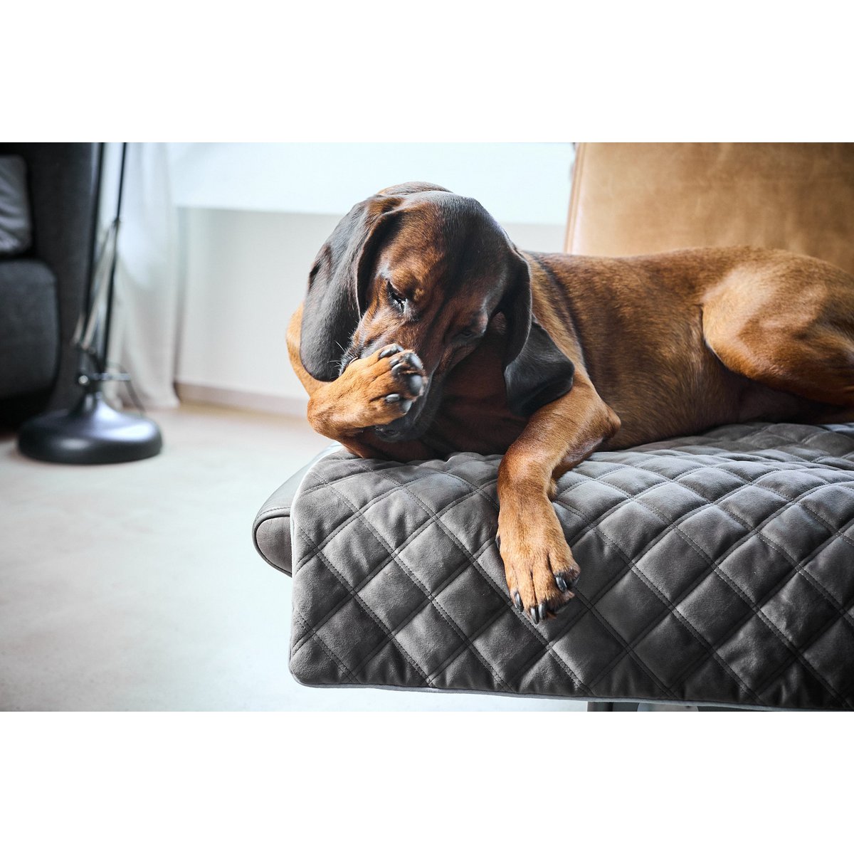 OXFORD Stone deken - duurzame hondendeken in elegante fluwelen look
