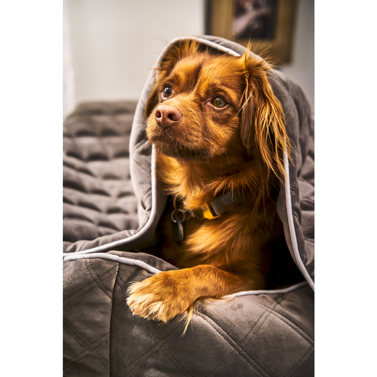 OXFORD Stone deken - duurzame hondendeken in elegante fluwelen look