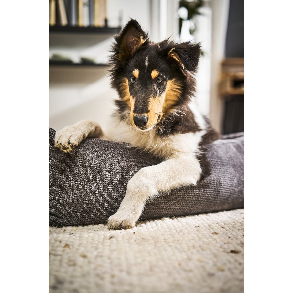 CLASSIC hondenbed - TUDOR ANTRACIET