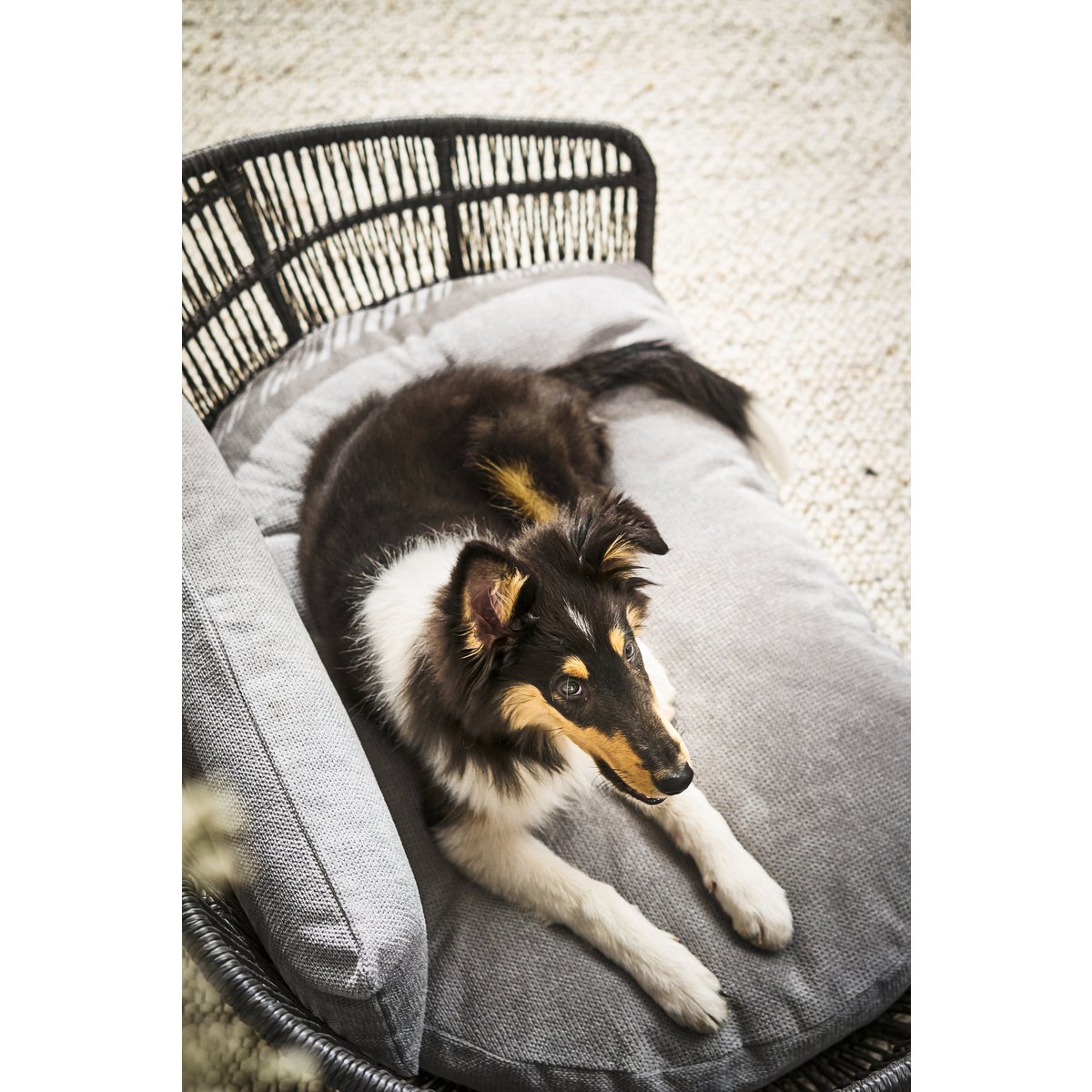 PRADO - Design hondenmand TUDOR