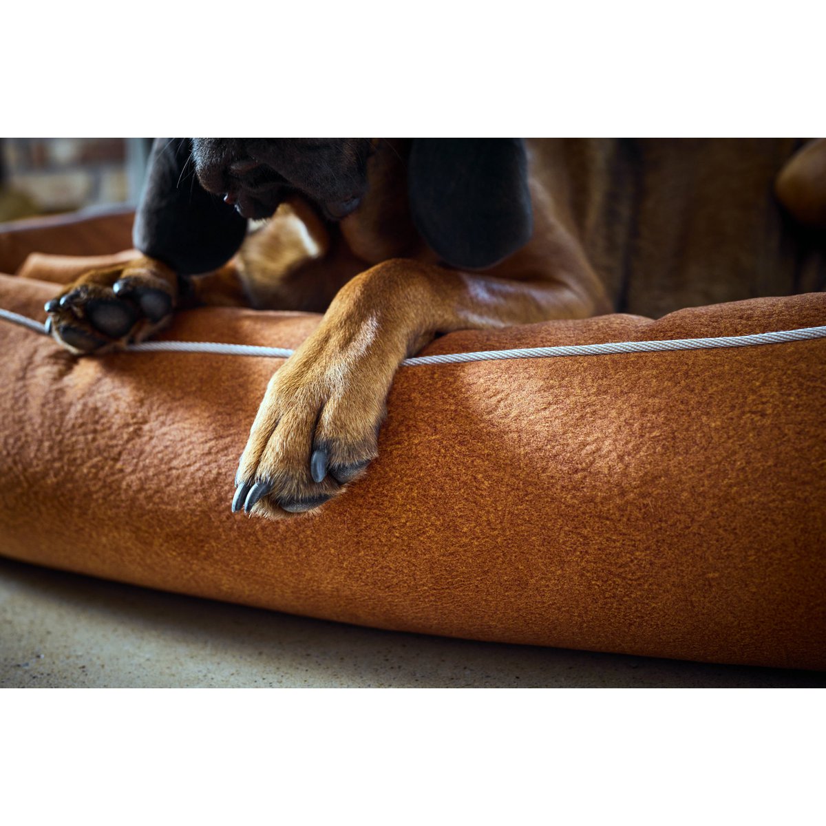 KLASSIEKE Hundebett - BUFFELKAMEEL