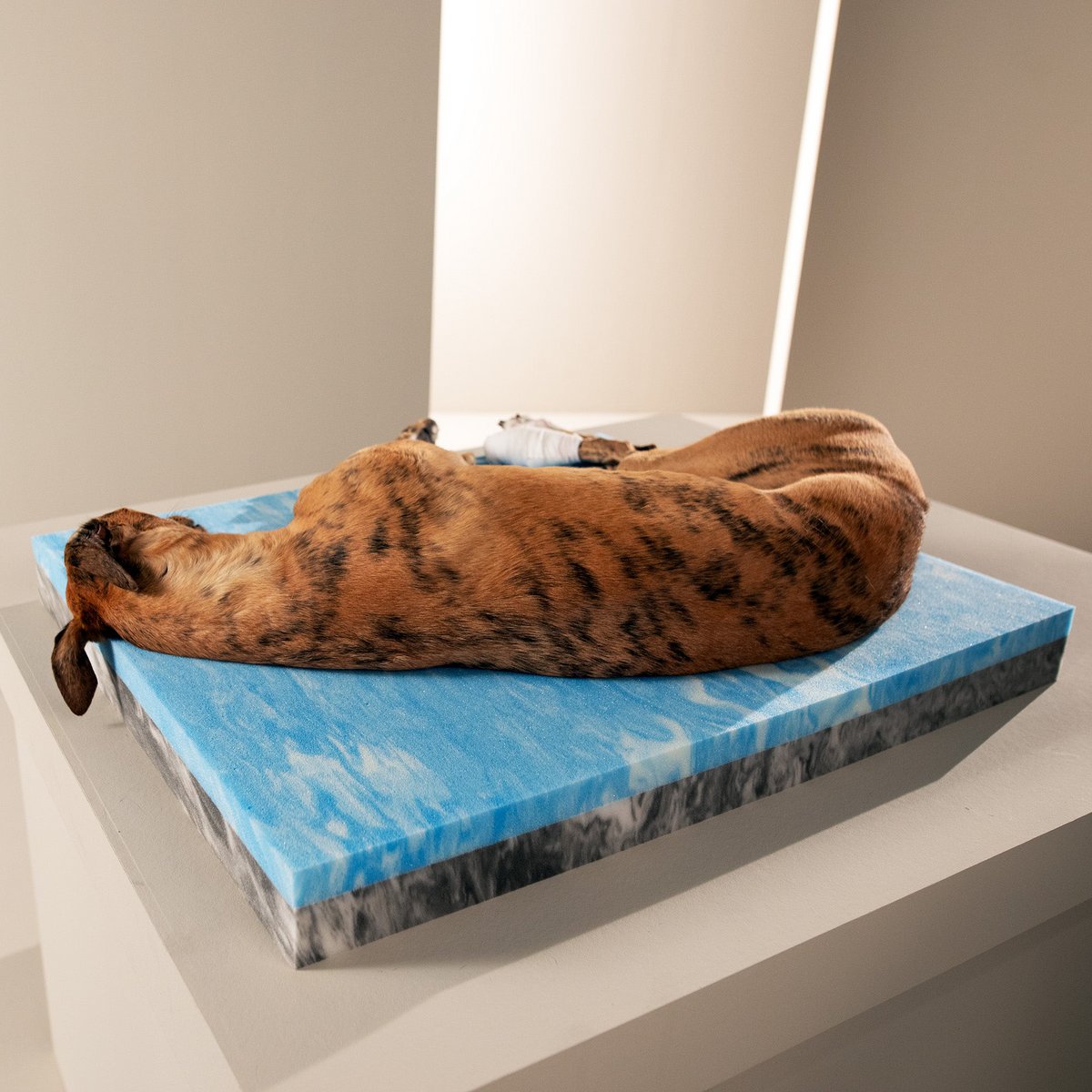 ORTHO hondenbed - SCALA